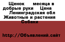 Щенок 2,5 месяца в добрые руки! › Цена ­ 50 - Ленинградская обл. Животные и растения » Собаки   